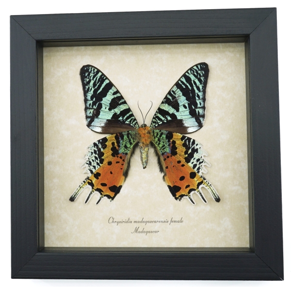 Real Framed Sunset Moth Urania Rhipheus Female Verso Taxidermy Display