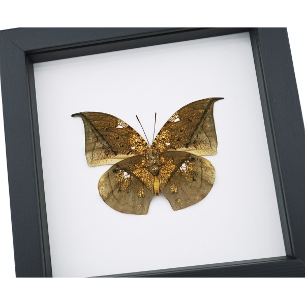 Anaea archidona verso Butterfly Dead Leaf Mimic Framed Taxidermy Classic Black Display