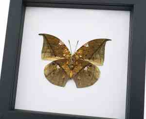Anaea archidona verso Butterfly Dead Leaf Mimic Framed Taxidermy Classic Black Display