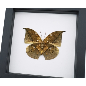 Anaea archidona verso Butterfly Dead Leaf Mimic Framed Taxidermy Classic Black Display