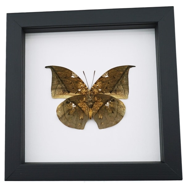 Anaea archidona verso Butterfly Dead Leaf Mimic Framed Taxidermy Classic Black Display