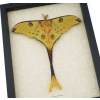 Argema Mittrei Male Resting Comet Moth Framed Taxidermy Display