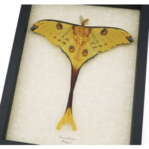 Argema Mittrei Male Resting Comet Moth Framed Taxidermy Display