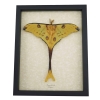 Argema Mittrei Male Resting Comet Moth Framed Taxidermy Display