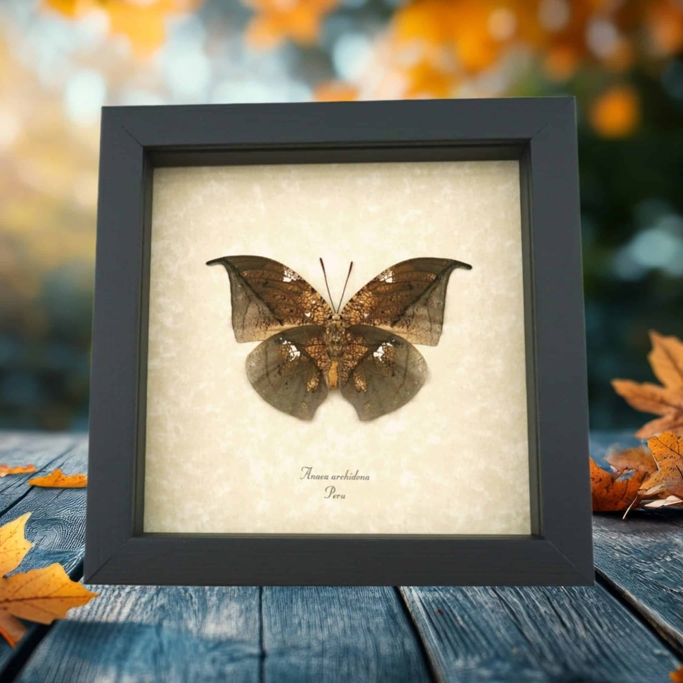 Anaea archidona verso Butterfly Dead Leaf Mimic Framed Taxidermy Display