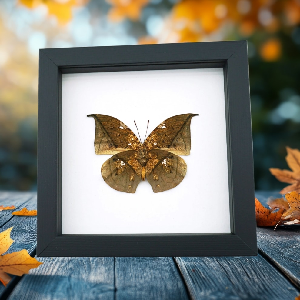 Anaea archidona verso Butterfly Dead Leaf Mimic Framed Taxidermy Classic Black Display