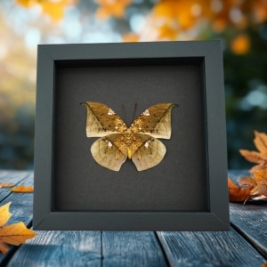 Anaea archidona verso Butterfly Dead Leaf Mimic Framed Taxidermy Moonlight Display