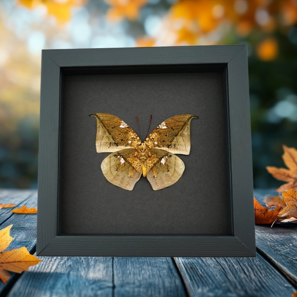 Anaea archidona verso Butterfly Dead Leaf Mimic Framed Taxidermy Moonlight Display