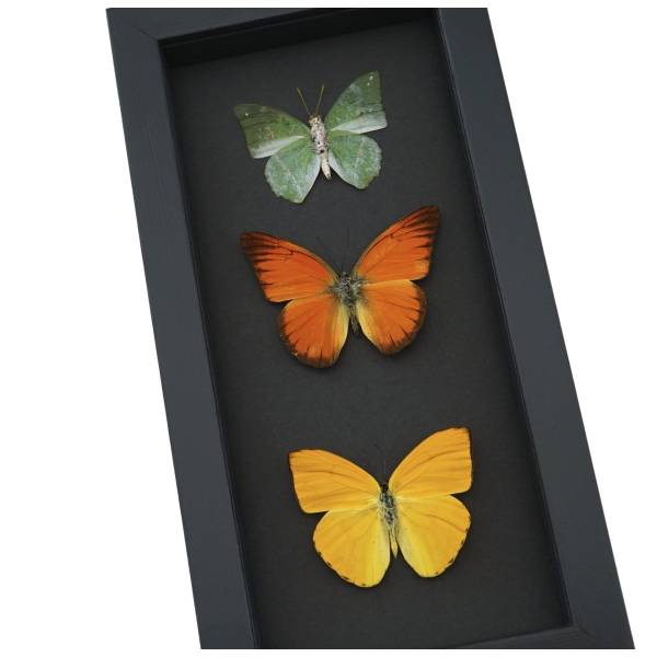 Citrus Collection Lemon Lime Orange Butterflies Framed Butterfly Taxidermy Moonlight Display