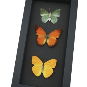 Citrus Collection Lemon Lime Orange Butterflies Framed Butterfly Taxidermy Moonlight Display
