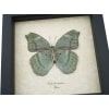 Euphaedra spatiosa female Green Forester African Butterfly Framed Display