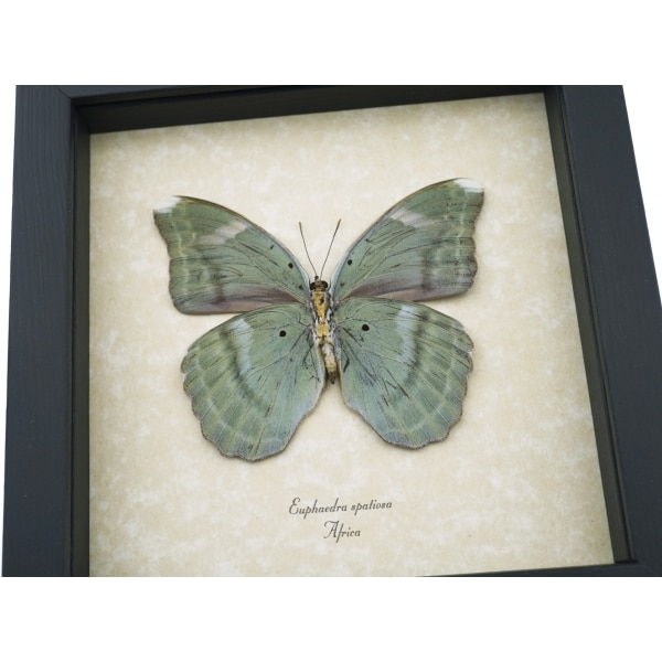 Euphaedra spatiosa female Green Forester African Butterfly Framed Display