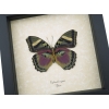 Euphaedra xypete Female Verso Pink Forester African Butterfly Framed Insect Taxidermy Display
