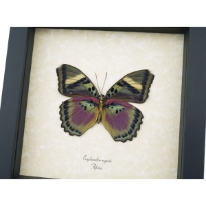 Euphaedra xypete Female Verso Pink Forester African Butterfly Framed Insect Taxidermy Display