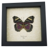 Euphaedra xypete Female Verso Pink Forester African Butterfly Framed Insect Taxidermy Display