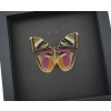 Pink Forester African Butterfly Euphaedra xypete Real Framed Taxidermy Moonlight Display