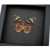 Pink Forester African Butterfly Euphaedra xypete Real Framed Taxidermy Moonlight Display