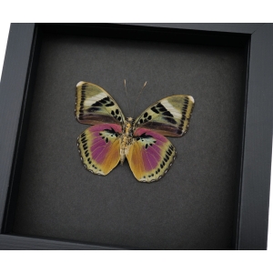 Pink Forester African Butterfly Euphaedra xypete Real Framed Taxidermy Moonlight Display