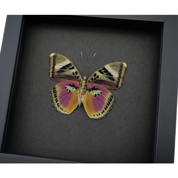 Pink Forester African Butterfly Euphaedra xypete Real Framed Taxidermy Moonlight Display