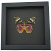 Pink Forester African Butterfly Euphaedra xypete Real Framed Taxidermy Moonlight Display