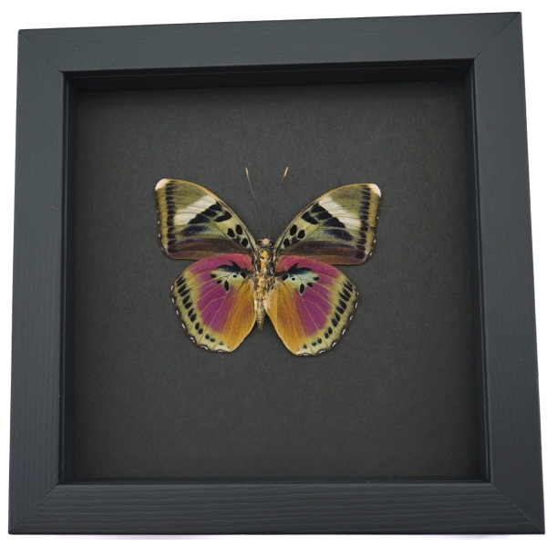 Pink Forester African Butterfly Euphaedra xypete Real Framed Taxidermy Moonlight Display