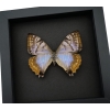 Mother Of Pearl Butterfly Morpho sulkowski Female Framed Taxidermy Moonlight Display