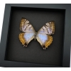 Mother Of Pearl Butterfly Morpho sulkowski Female Framed Taxidermy Moonlight Display