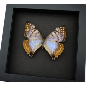 Mother Of Pearl Butterfly Morpho sulkowski Female Framed Taxidermy Moonlight Display