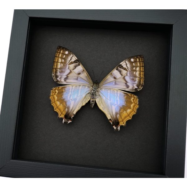 Mother Of Pearl Butterfly Morpho sulkowski Female Framed Taxidermy Moonlight Display