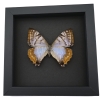 Mother Of Pearl Butterfly Morpho sulkowski Female Framed Taxidermy Moonlight Display