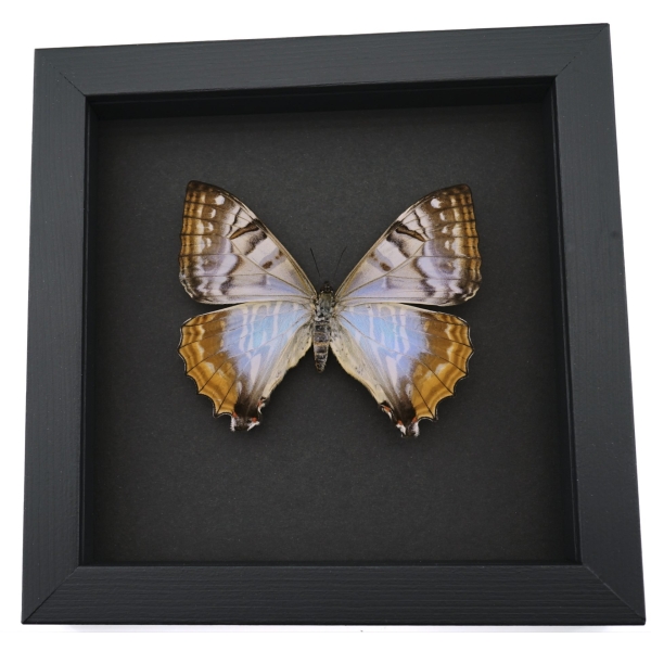 Mother Of Pearl Butterfly Morpho sulkowski Female Framed Taxidermy Moonlight Display