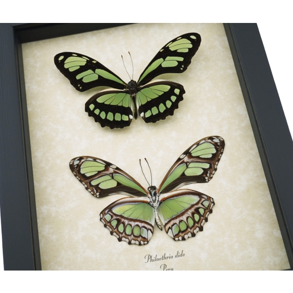 Green Leaf Wing Mimic Butterfly Scarce Bamboo Page Philaethria dido Pair Framed Taxidermy Display