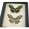 Green Leaf Wing Mimic Butterfly Scarce Bamboo Page Philaethria dido Pair Framed Taxidermy Display