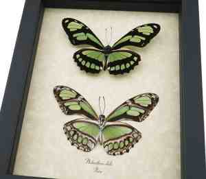 Green Leaf Wing Mimic Butterfly Scarce Bamboo Page Philaethria dido Pair Framed Taxidermy Display