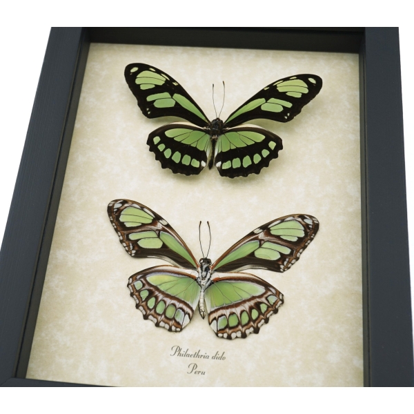 Green Leaf Wing Mimic Butterfly Scarce Bamboo Page Philaethria dido Pair Framed Taxidermy Display