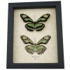 Green Leaf Wing Mimic Butterfly Scarce Bamboo Page Philaethria dido Pair Framed Taxidermy Display