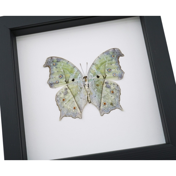 White Ghost Butterfly Salamis parhassus Verso Framed Taxidermy Classic Black Display