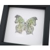 White Ghost Butterfly Salamis parhassus Verso Framed Taxidermy Classic Black Display