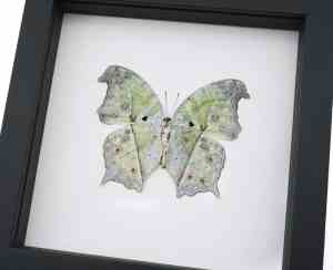 White Ghost Butterfly Salamis parhassus Verso Framed Taxidermy Classic Black Display