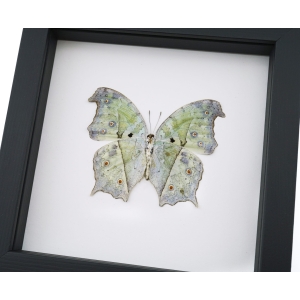 White Ghost Butterfly Salamis parhassus Verso Framed Taxidermy Classic Black Display