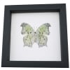 White Ghost Butterfly Salamis parhassus Verso Framed Taxidermy Classic Black Display