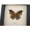 Anaea archidona verso Butterfly Dead Leaf Mimic Framed Taxidermy Display