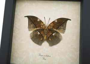 Anaea archidona verso Butterfly Dead Leaf Mimic Framed Taxidermy Display