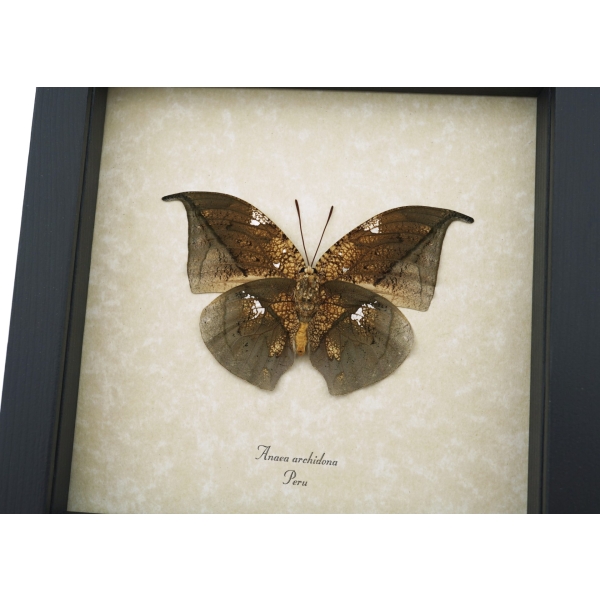 Anaea archidona verso Butterfly Dead Leaf Mimic Framed Taxidermy Display