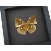Anaea archidona verso Butterfly Dead Leaf Mimic Framed Taxidermy Moonlight Display