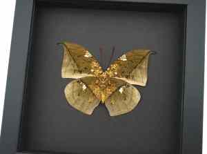 Anaea archidona verso Butterfly Dead Leaf Mimic Framed Taxidermy Moonlight Display