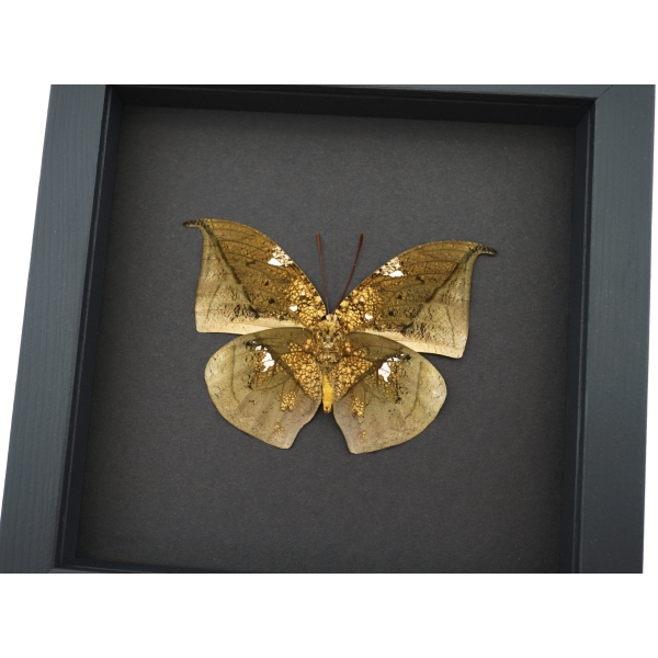 Anaea archidona verso Butterfly Dead Leaf Mimic Framed Taxidermy Moonlight Display