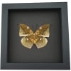 Anaea archidona verso Butterfly Dead Leaf Mimic Framed Taxidermy Moonlight Display
