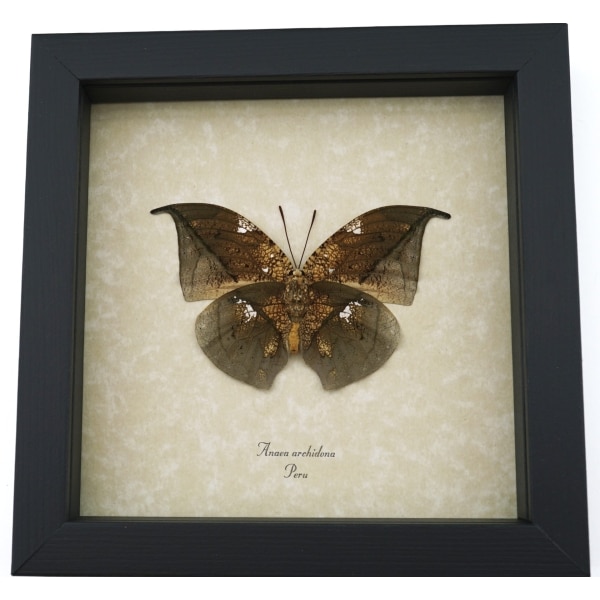 Anaea archidona verso Butterfly Dead Leaf Mimic Framed Taxidermy Display