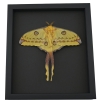 Resting Argema Mittrei female XLarge 5 1/2" Wingspan Framed Comet Moth Taxidermy Moonlight Display